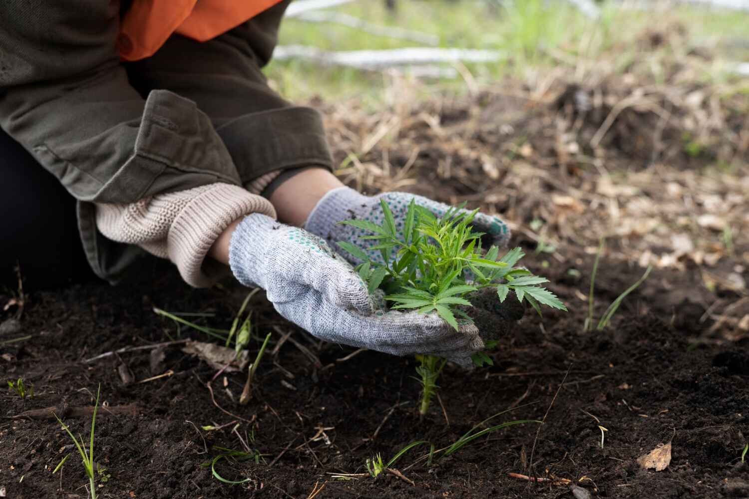 Trusted Machesney Park, IL Tree Service Experts